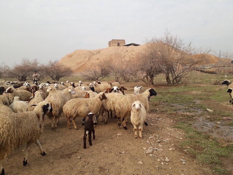 آتشکده ری در آتش بی توجهی ، چرای گوسفندها در بنای دوره ساسانی