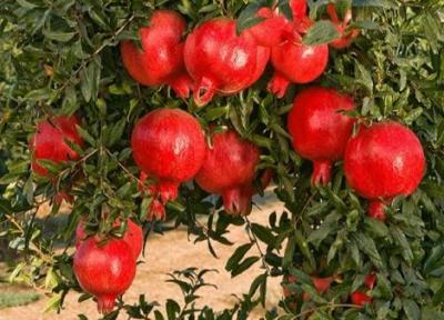 شروع برداشت انار از باغات طارم