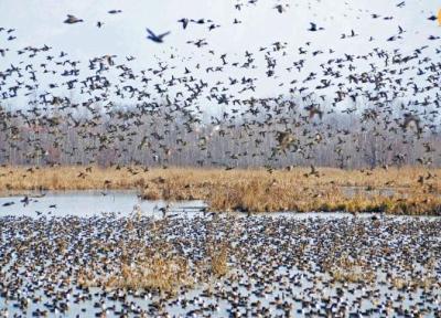 لیائونینگِ چین میزبان تعداد بیشماری از پرندگان مهاجر