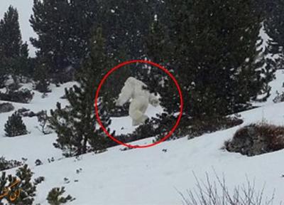 پیدا شدن موی غول برفی در کوهستان!، عکس